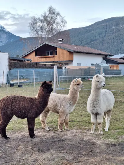 3 Alpakas suchen neues Zuhause