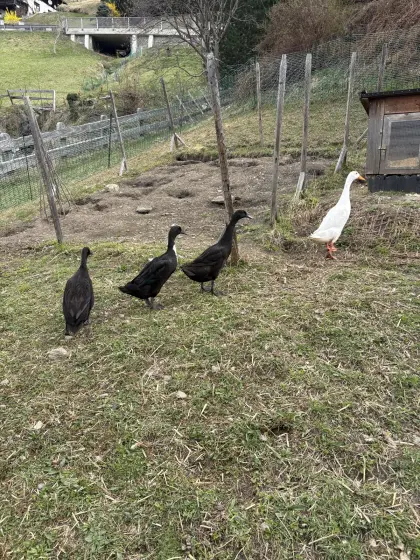 Laufenten Familie, 1 Erpel und 3 Enten