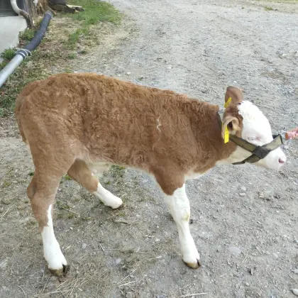 Biofleckviehstierkalb