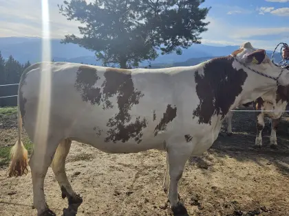 Trächtige Fleckvieh Zuchtkalbinnen zu verkaufen