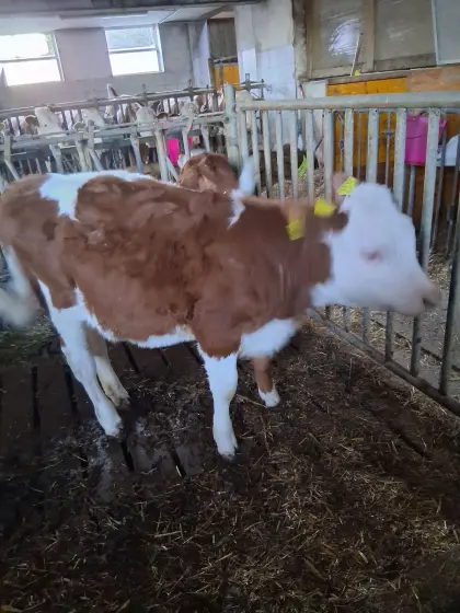 FV Einsteller weibl.