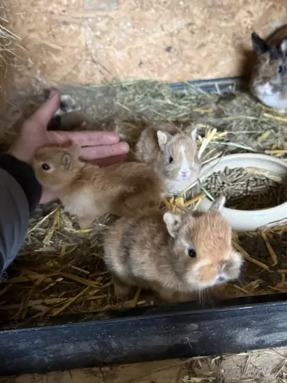 Löwenkopf, Farbenzwerg und Zwergwidder/Minilop