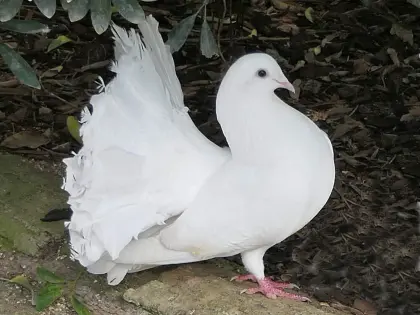 Altdeutsche Pfautauben