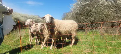 Merino x Texelschafmix, 1 Bock, 2,5 Jahre alt, handzahm 300V