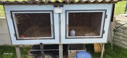 Kaninchen, Wachtelstall