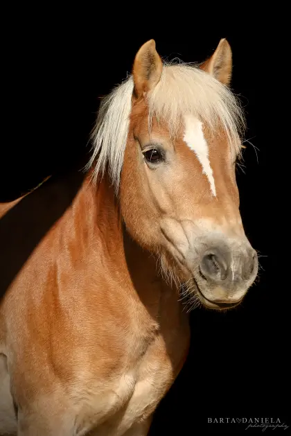 Braves Freizeitpferd zu verkaufen