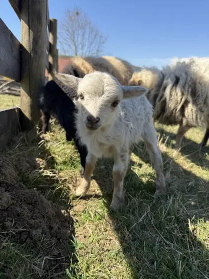 Ouessantschafe Lämmer BIO