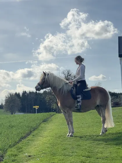 Haflingerstute Verlasspferd Familienpferd