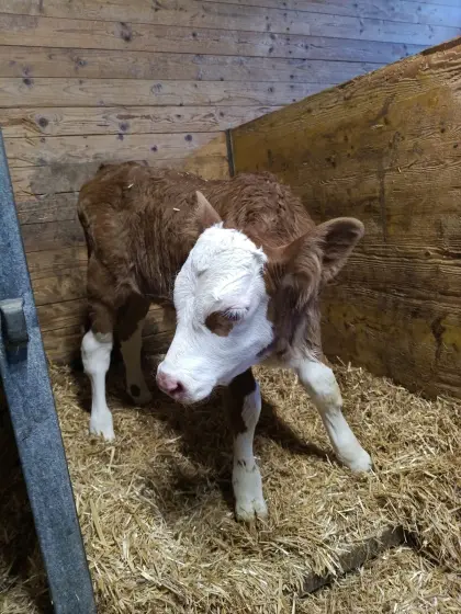 Orig. FV - Stierkalb