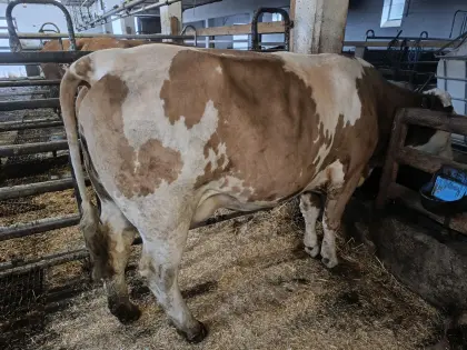 Mutterkuh mit Kalb