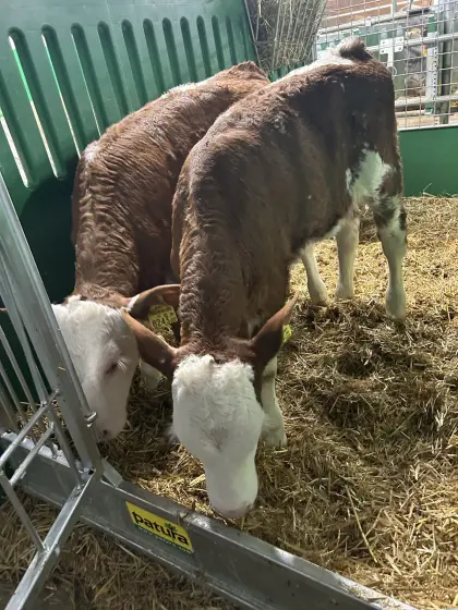 Fleckvieh Zuchtkälber