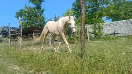 Lieber Cremello-Wallach sucht neuen Wirkungskreis