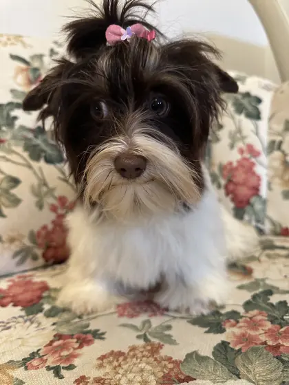 Die beiden wunderschönen Jorkis Emily und Mikey suchen ihren
