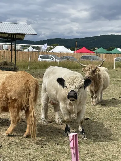 Bio Galloway Zuchtstier