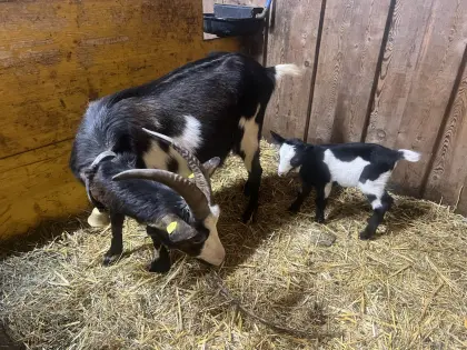 Tauernschecken Ziege mit Hb fähigem Kitz