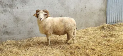 Bio Waldschafwidder