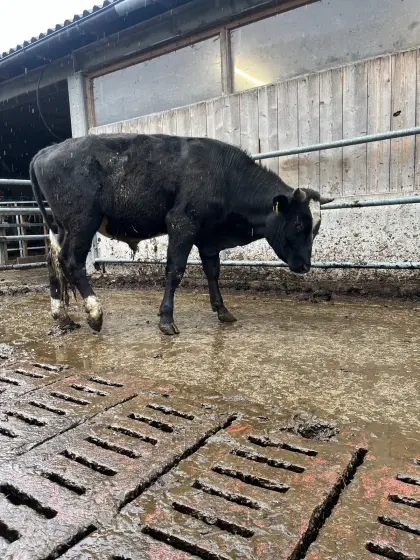 Stier