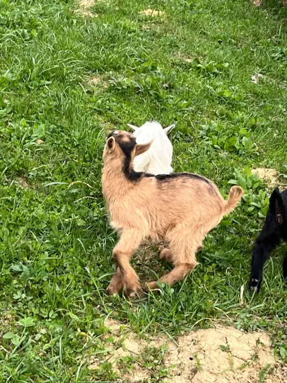 Junge Mini Ziegenböcke zur Weiterzucht