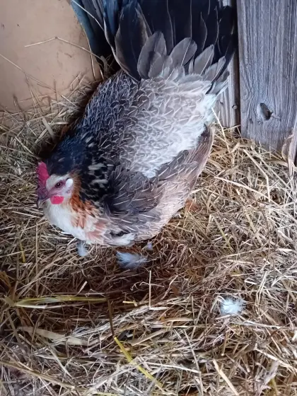 Gluggen zu verkaufen