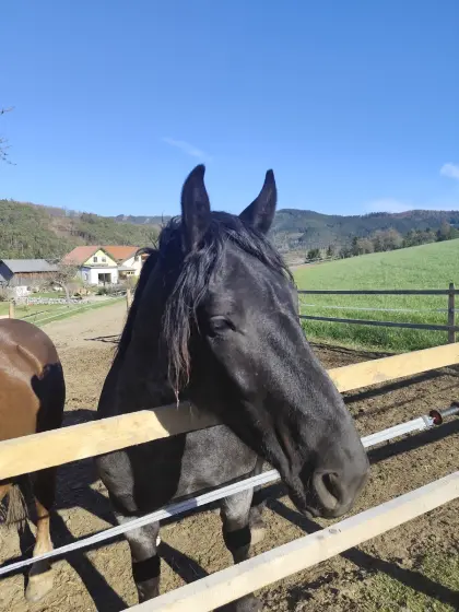 Mohrenkopf Noriker Wallach