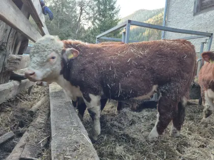 Hereford Zuchtstier Bio zu verkaufen