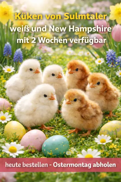 Küken und Tagesküken