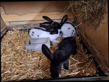 Deutsche Riesenschecken