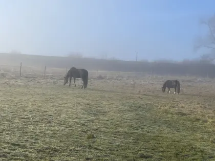 Suche kleines Haus mit Scheune und Wiese