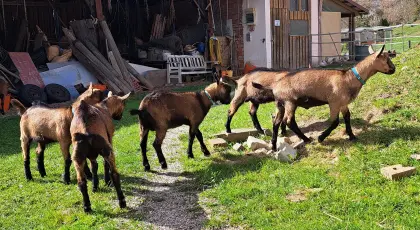 BDE Jungböcke aus Herdbuchzucht abzugeben