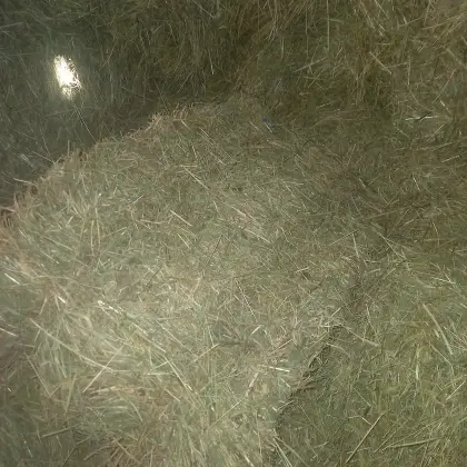 Bioheu in Kleinballen