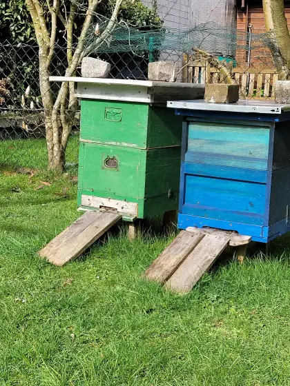 Gesunde Bienenvölker Carnica, DNM, mit Gesundheitszeugnis