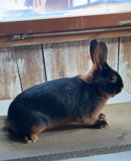 Reinrassiger Lohrammler