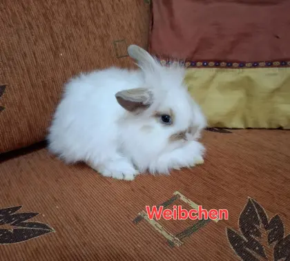 Süße, kleinbleibende Zwergkaninchen