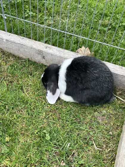Zwergkaninchen