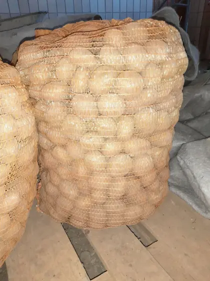 Pflanzgut Kartoffeln