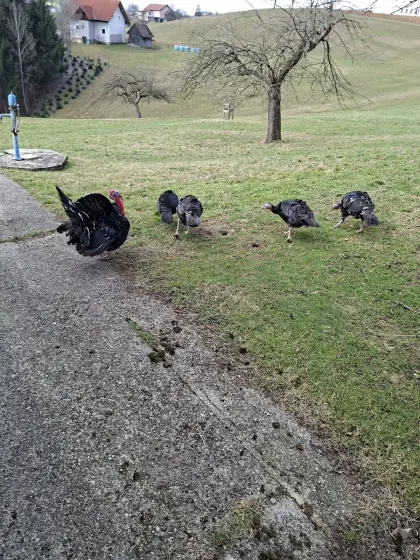 Kanadische Wildputen