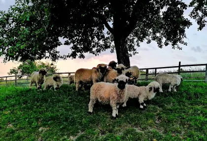 Walliser Schwarznasenlamm wbl.