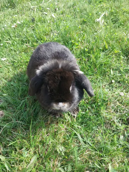 Schlappohr-Kaninchen, 1 Jahr alt