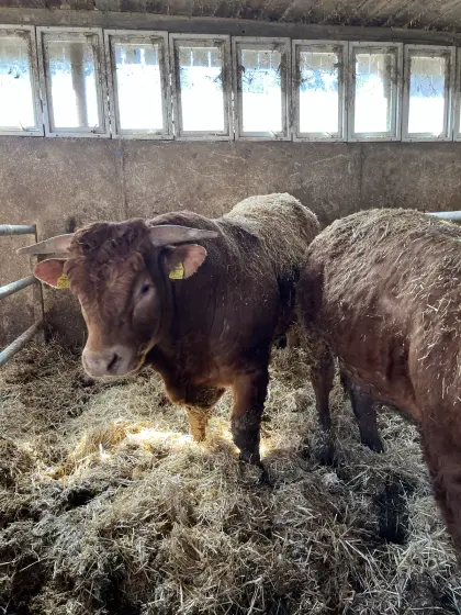 Limousin-Stier - 18 Monate