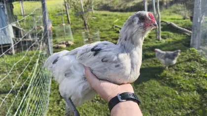 Ameraucana Splash Junghahn Junghähne