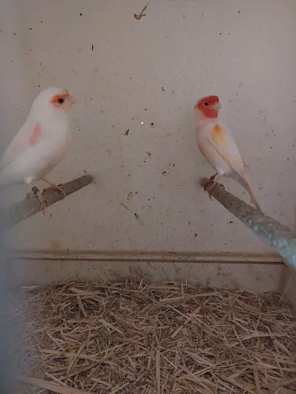 2 Kanarienvögel Paare