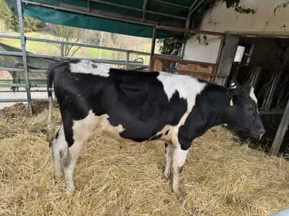 Reinerbig hornloser Deckstier