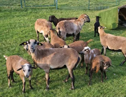 Kamerun Ganze Herde zu verkaufen