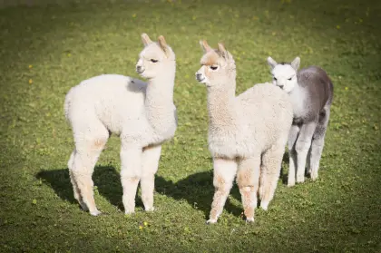 Alpakas zu verkaufen