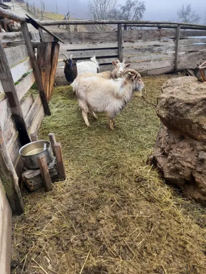 Zwergziege männlich zu verkaufen