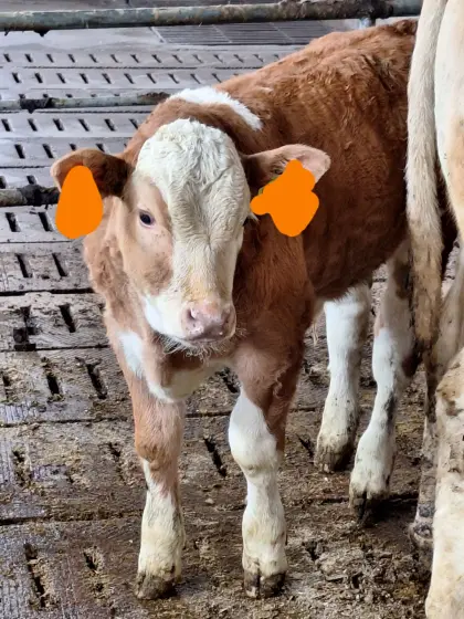 Bio Stierkalb zu verkaufen