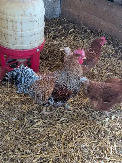 Reinrassiger Bielefelder Hahn