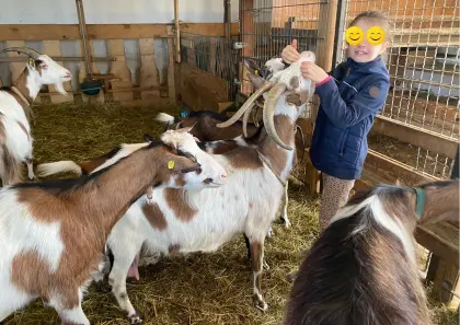Steirische Scheckenziege in Milch