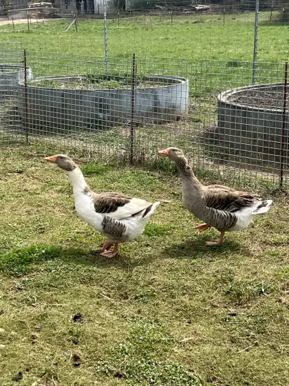 2 weibliche Land-/Hausgans-Mix