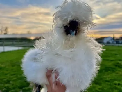 Silkie-Hähne zu verschenken